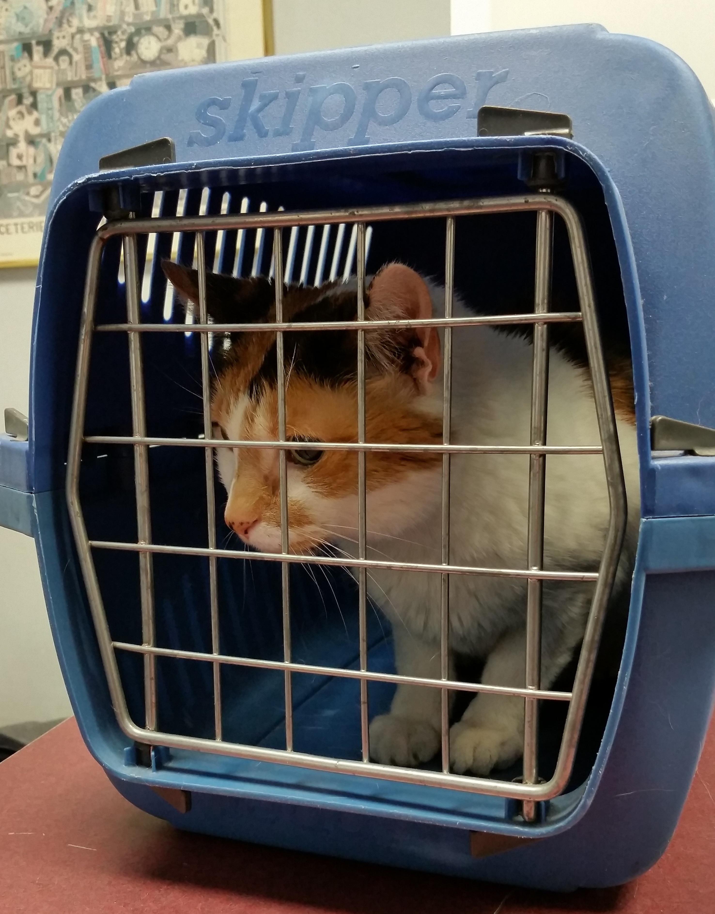 Enhancing Cat Cage Security: Tips⁤ and Tricks