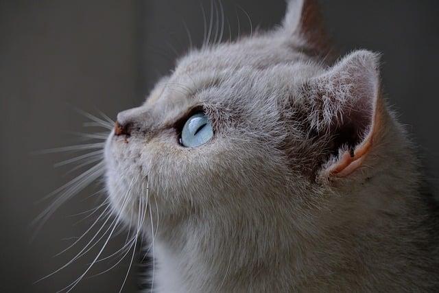 Understanding Feline Behavior and Communication