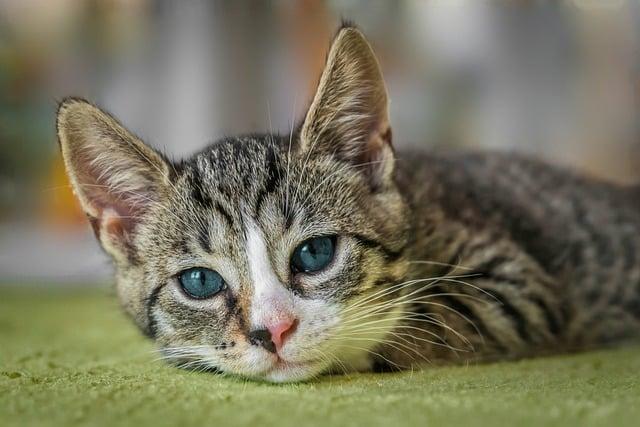 Creating the Perfect⁤ Cat-Friendly Home‍ Environment